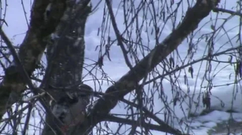 Woodpecker Stock Footage 1794456