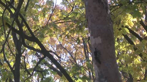 Woodpecker Stock Footage 10578047