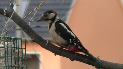 Woodpecker Stock Footage 10692056