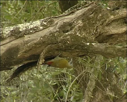 Woodpecker Stock Footage 11619137