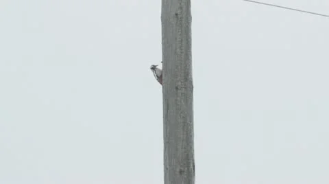 Woodpecker Stock Footage 12420647