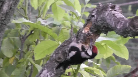 Woodpecker Vídeo Stock 22803728