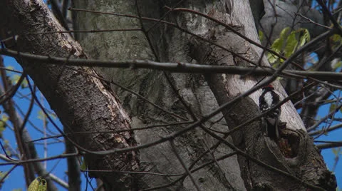 Woodpecker Video stock 23136262