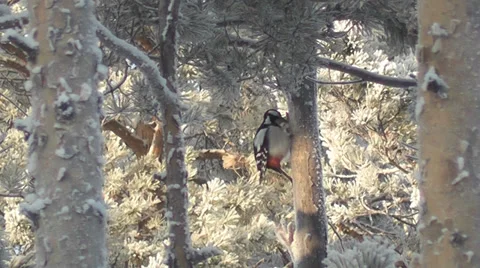 Woodpecker Stock Footage 28848904