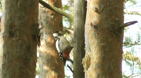 Woodpecker Stock Footage 29248001