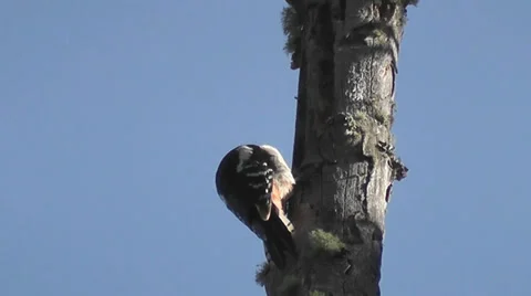 Woodpecker Stock Footage 29254061