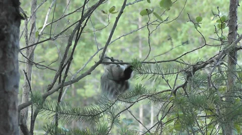 Woodpecker Stock Footage 29334315