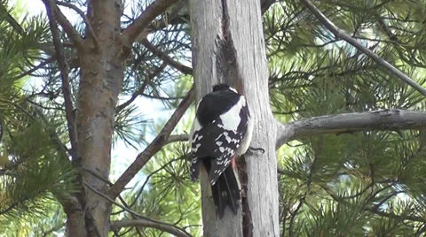 Woodpecker Stock Footage 29376623