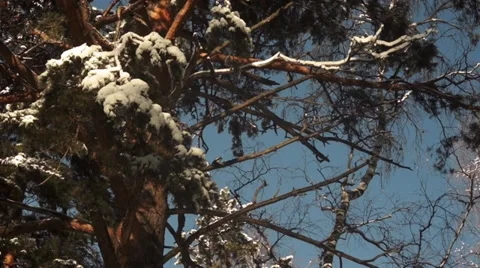 Woodpecker Stock Footage 32502234