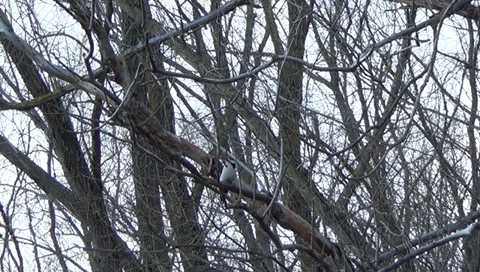 The woodpecker 스톡 동영상 36932580