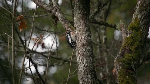 Woodpecker Video stock 74220321
