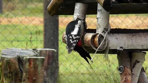 Woodpecker Stock Footage 80767068