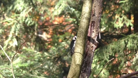 Woodpecker 스톡 동영상 82707699