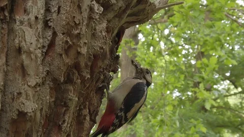 Woodpecker 库存影片 109442278