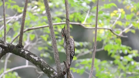 Woodpecker Stock Footage 130544587