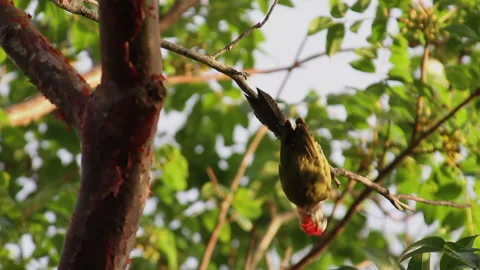 Woodpecker Stock Footage 130914911