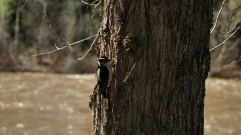 WoodPecker Video stock 132539272