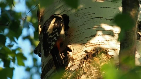 Woodpecker Stockbeeldmateriaal 135279011