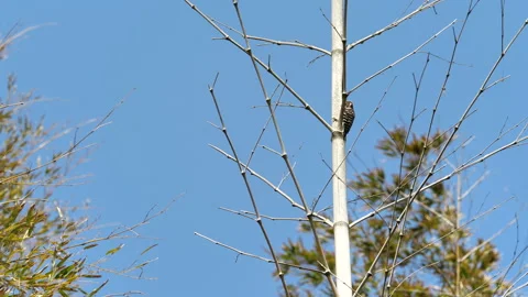 Woodpecker Stock Footage 150701209