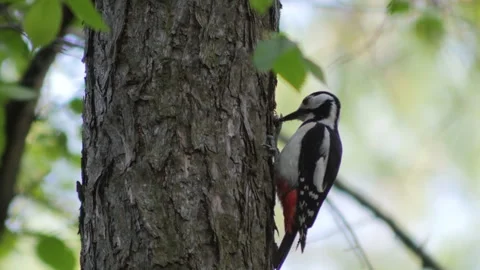 Woodpecker 動画素材 241693032