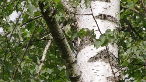 Woodpecker Stock Footage 244154870