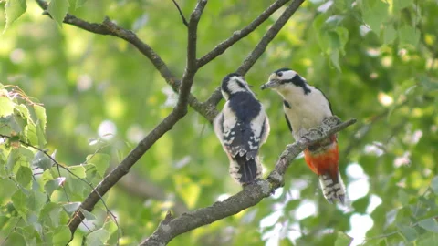 Woodpecker Vídeos de archivo 244154962