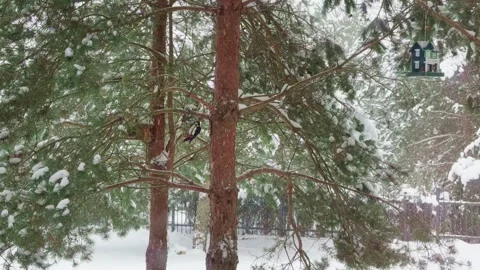 Woodpecker Stock Footage 262371405