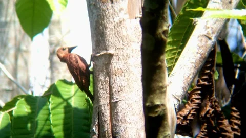 Woodpecker Stock Footage 311839411