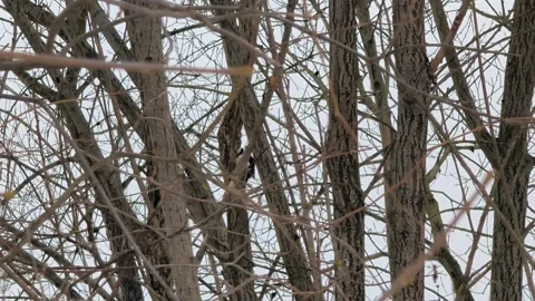 Woodpecker 스톡 동영상 328151069