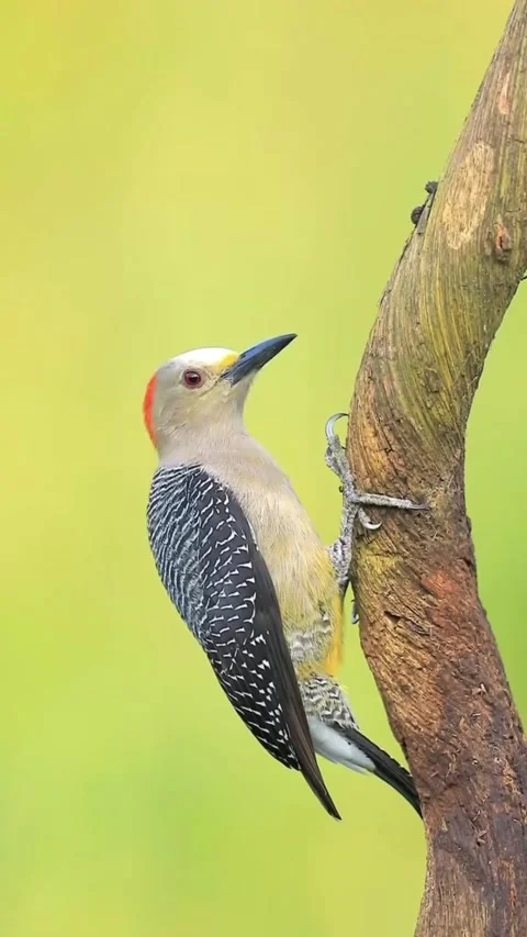 A woodpecker Stockbeeldmateriaal 330258523