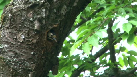 Woodpecker 库存影片 332402611
