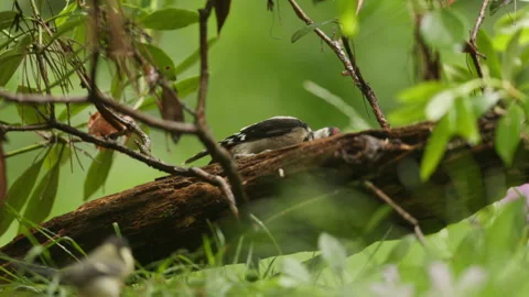 Woodpecker Foraging on Fallen Tree Branch in Lush Green Forest Undergrowth Stock Footage 338399249