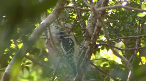 Woodpecker in Forest close up. Stock Footage 10755147