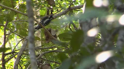 Woodpecker in Forest Stock Footage 10755604