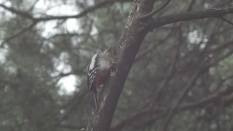 Woodpecker in the Forest Stock Footage