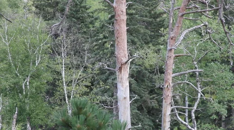 Woodpecker in the forest in long shot Stock Footage 40552121