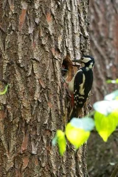 Woodpecker in the forest Stock Photos