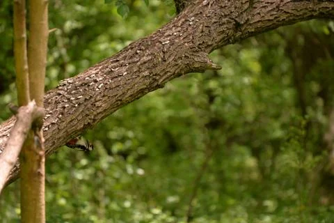 Woodpecker in the forest Foto stock