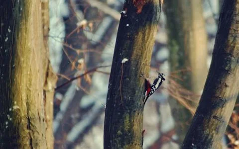 Woodpecker in the forest Stock Photos