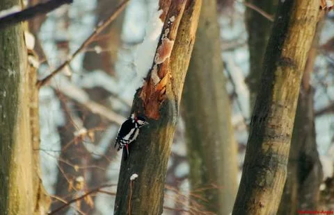 Woodpecker in the forest Stock Photos