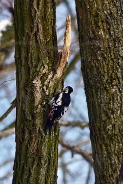 Woodpecker in the forest Foto stock