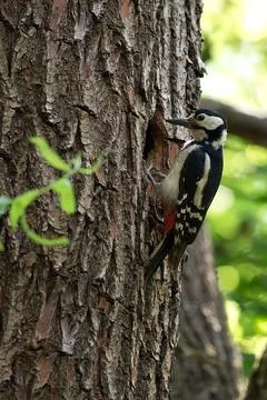 Woodpecker in the forest Stock-Fotos