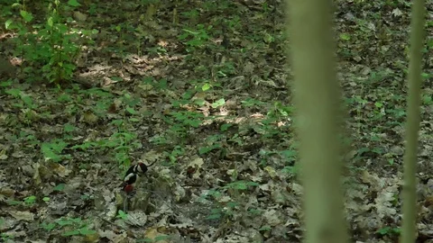 Woodpecker on a glade. Video stock 116792166