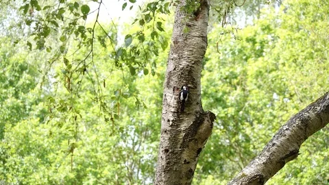 Woodpecker goes inside the nest Stock Footage