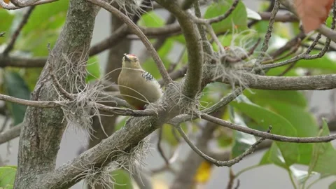 A woodpecker grooms its feathers while perched on a tree 스톡 동영상 338240772