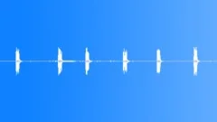 Woodpecker hammering 3 Sound Effect