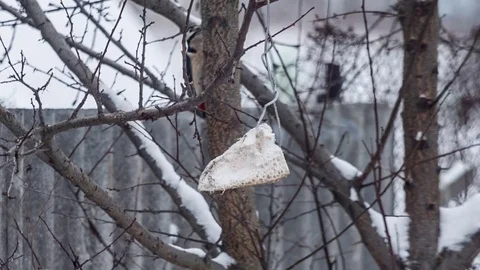 Woodpecker hiding from camera on tree Stock Footage 71506003