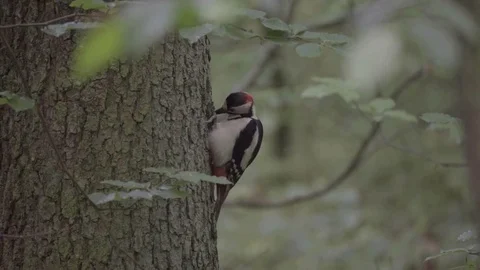 The woodpecker hits a tree and eats insects Stock Footage 74368309