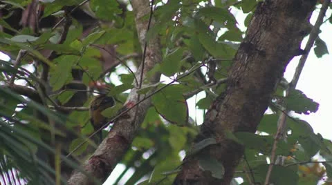 Woodpecker India Stock Footage 22068129