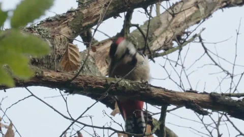 Woodpecker jumps on a tree Stock Footage 128191346